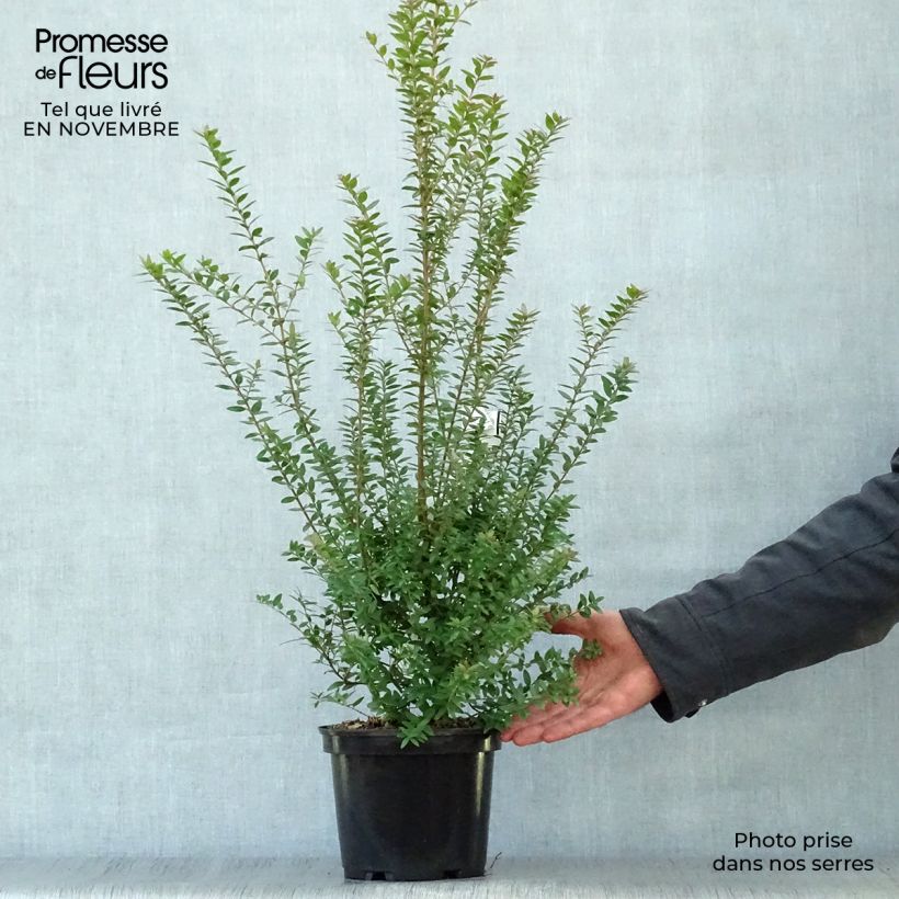 Myrtus communis subsp. tarentina 2L/3L pot sample as delivered in autumn