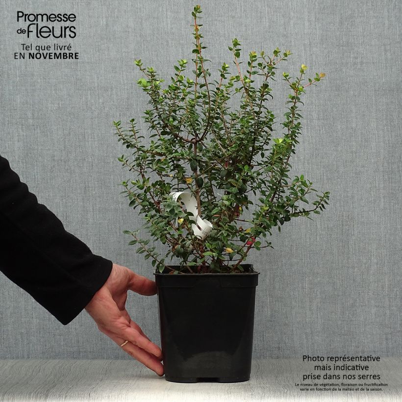 Myrtus ugni Butterball 2L/3L pot sample as delivered in autumn