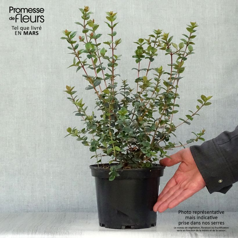 Myrtus ugni Elite 2L/3L pot sample as delivered in spring