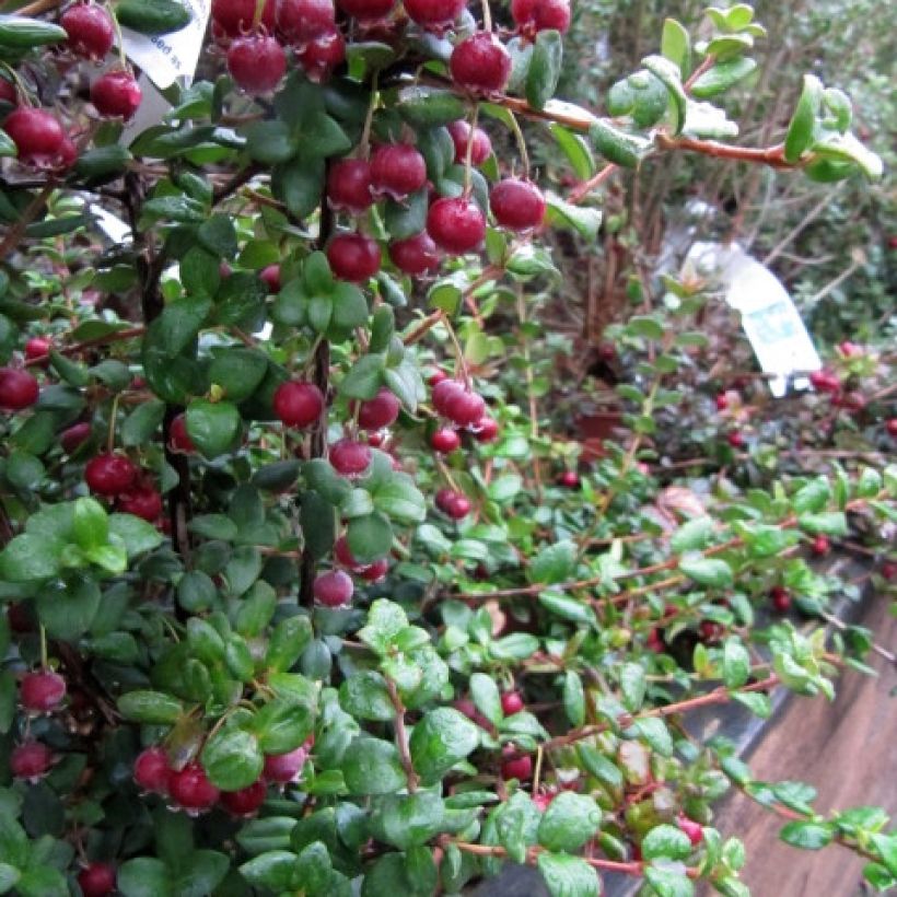 Myrtus ugni Elite (Harvest)