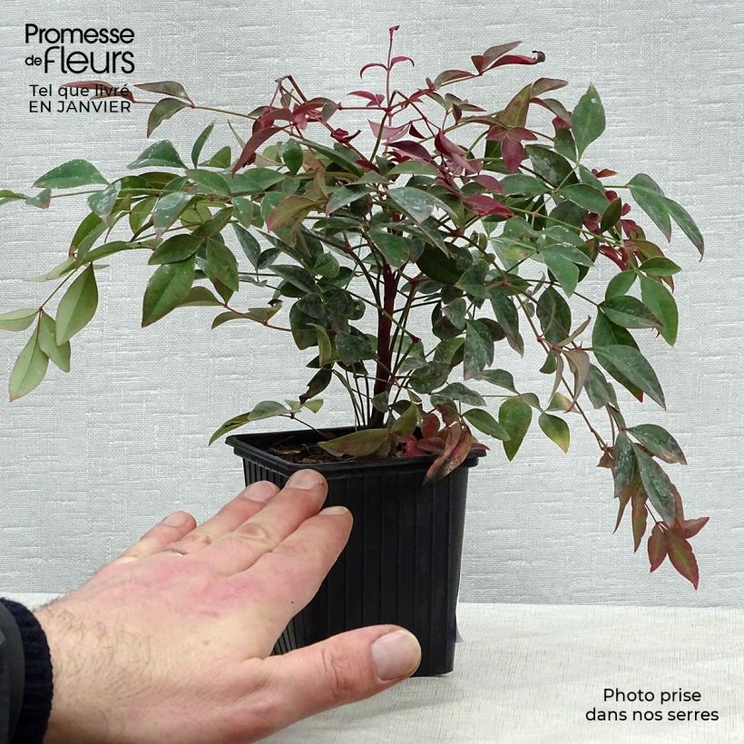Nandina Obsessed Seika - Sacred Bamboo 8/9 cm pot sample as delivered in winter