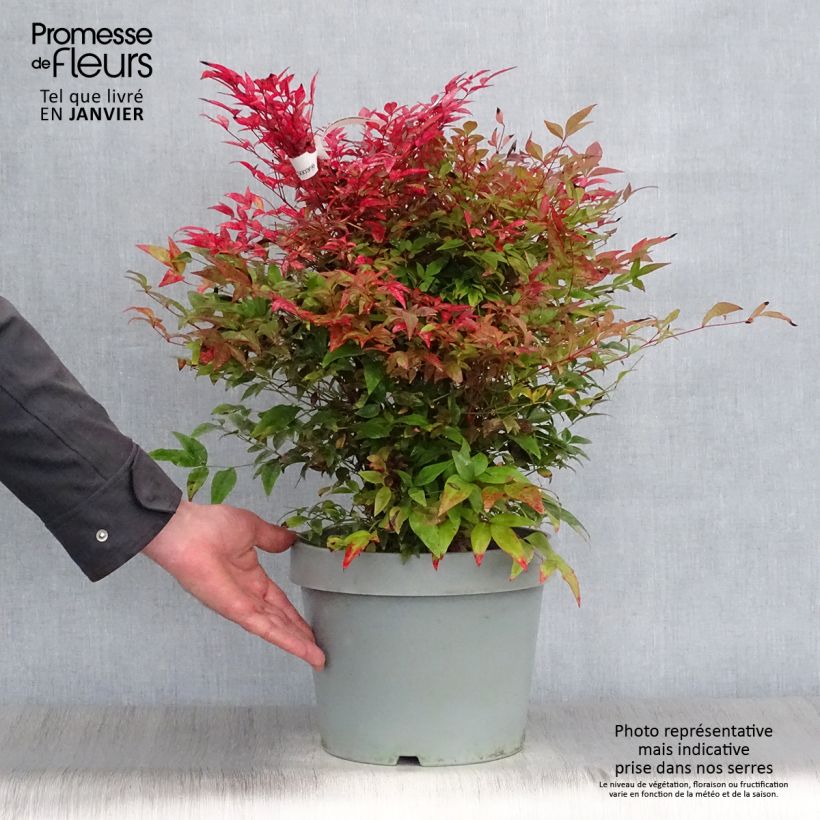 Nandina Obsessed Seika - Sacred Bamboo 7.5L/10L pot sample as delivered in winter