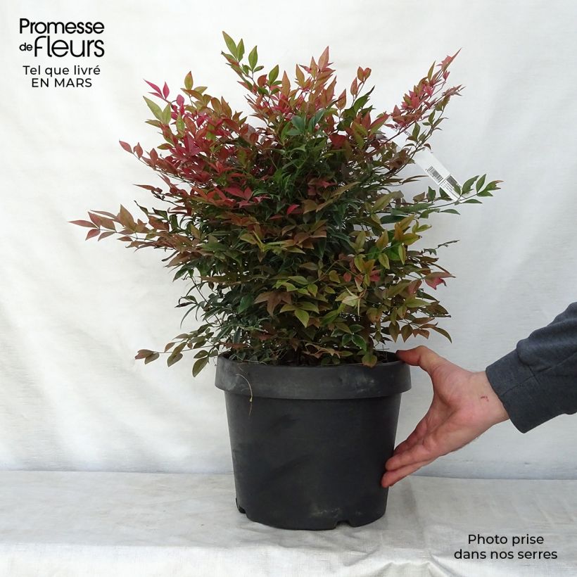 Nandina Obsessed Seika - Sacred Bamboo 7.5L/10L pot sample as delivered in spring