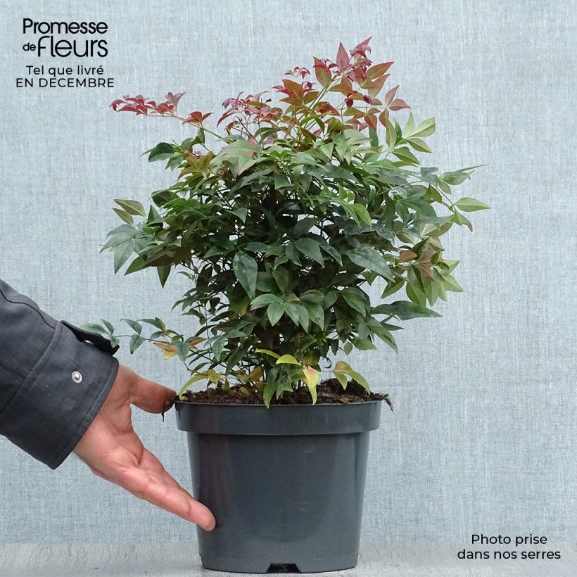 Nandina Obsessed Seika - Sacred Bamboo 2L/3L pot sample as delivered in winter