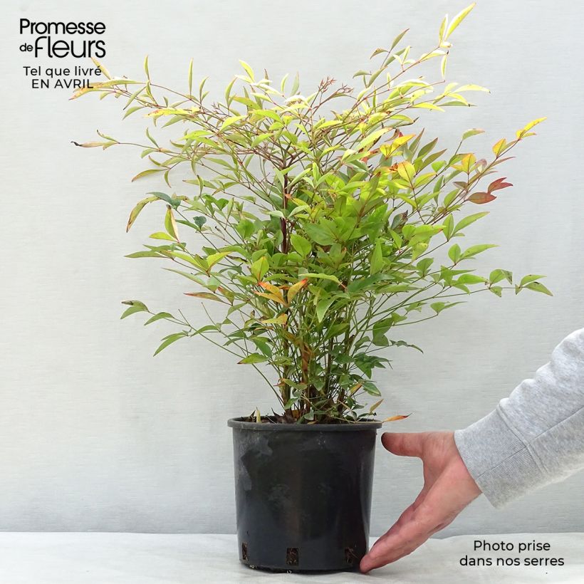 Nandina domestica - Sacred Bamboo 2L/3L pot sample as delivered in spring