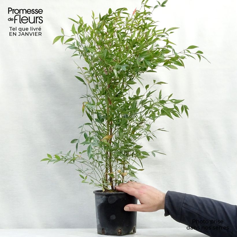 Nandina domestica - Sacred Bamboo 2L/3L pot sample as delivered in winter