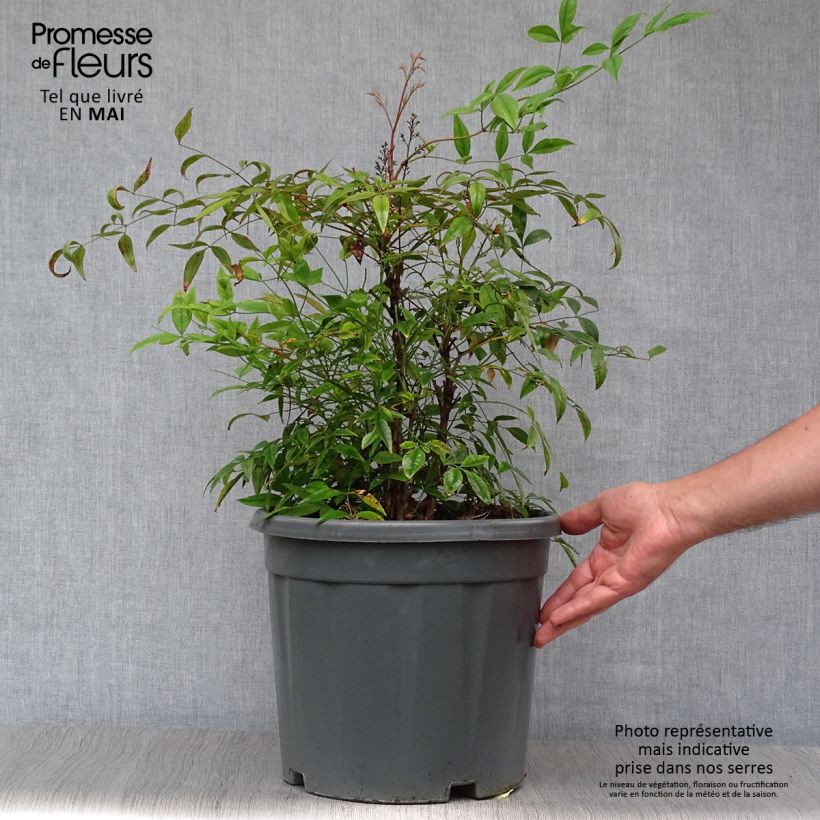 Nandina domestica - Sacred Bamboo 7.5L/10L pot sample as delivered in spring