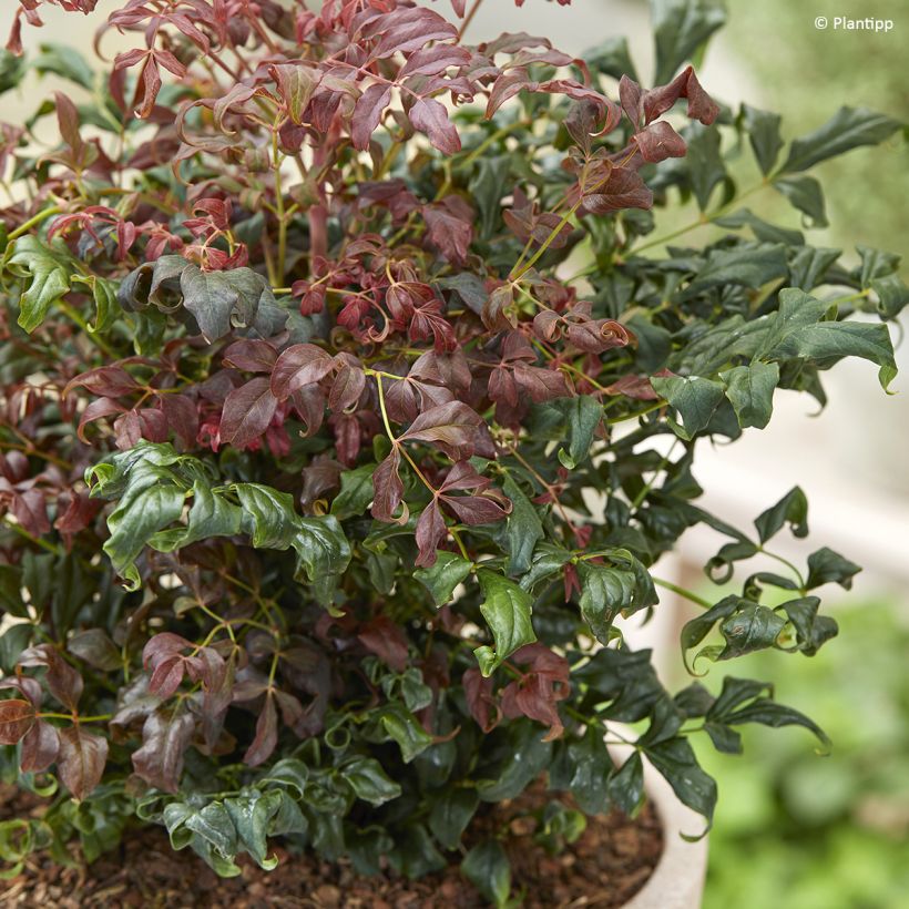 Nandina domestica Curly Obsessed - Sacred Bamboo (Foliage)