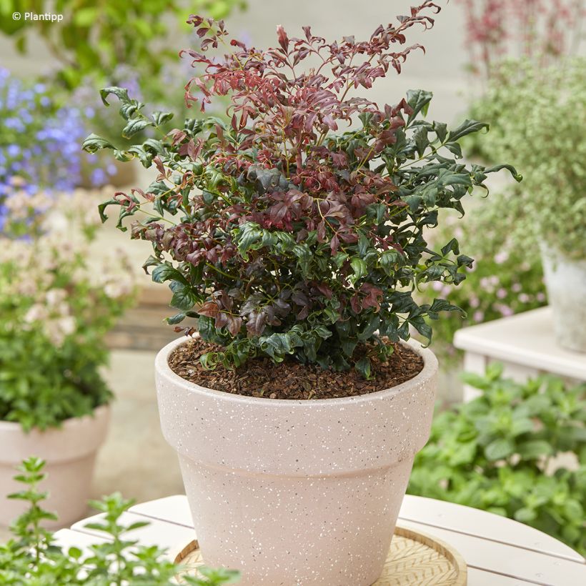 Nandina domestica Curly Obsessed - Sacred Bamboo (Plant habit)