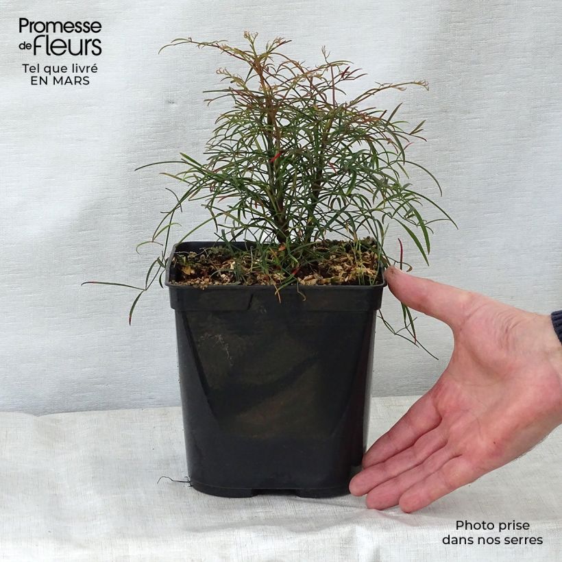Nandina domestica Filamentosa - Sacred Bamboo 2L/3L pot sample as delivered in spring