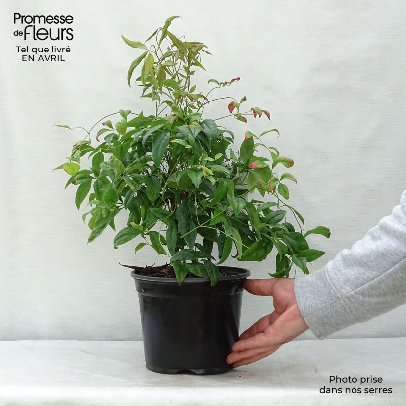 Nandina domestica Fire Power - Sacred Bamboo 2L/3L pot sample as delivered in spring