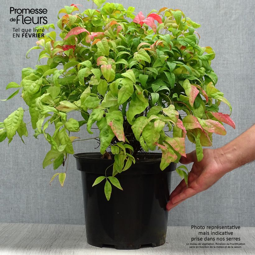 Nandina domestica Fire Power - Sacred Bamboo 7.5L/10L pot sample as delivered in autumn
