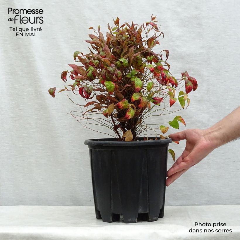 Nandina domestica Fire Power - Sacred Bamboo 7.5L/10L pot sample as delivered in spring
