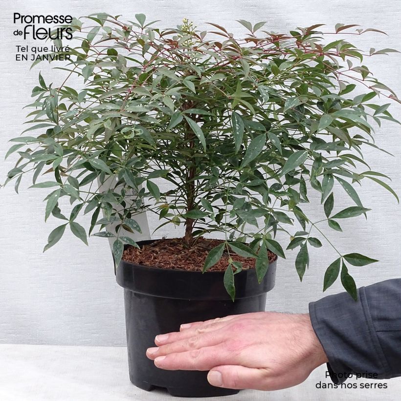 Nandina domestica Flirt Murasaki - Sacred Bamboo 3L/4L pot sample as delivered in winter