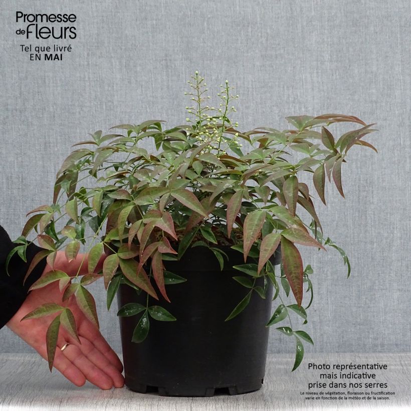 Nandina domestica Flirt Murasaki - Sacred Bamboo 3L/4L pot sample as delivered in spring
