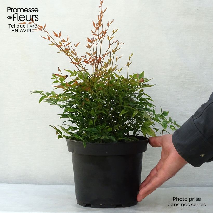 Nandina domestica Gulf Stream - Sacred Bamboo 2L/3L pot sample as delivered in spring