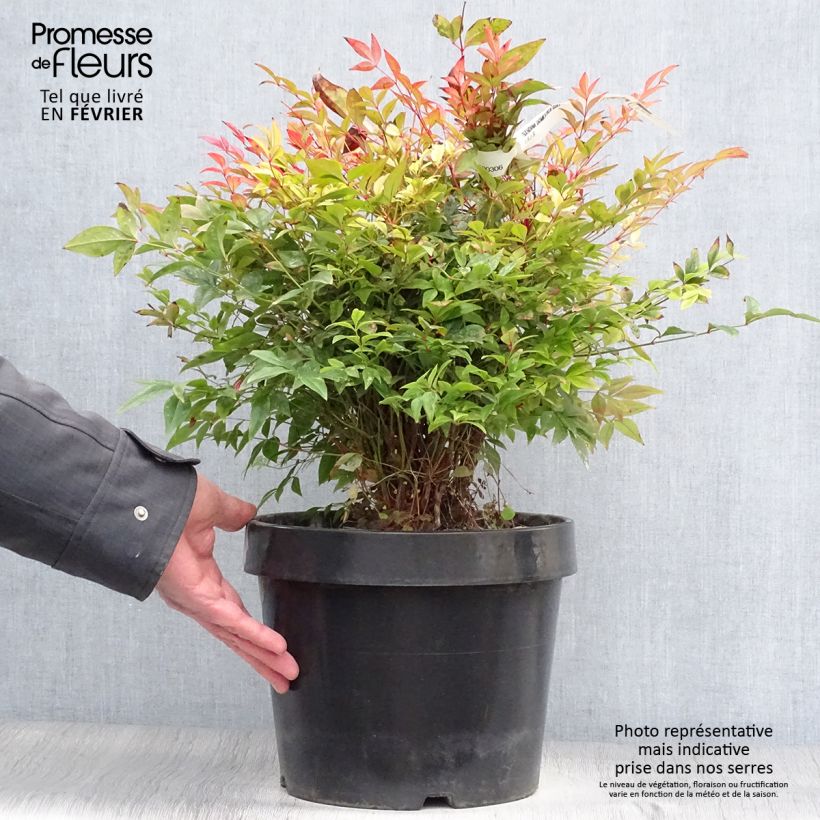 Nandina domestica Gulf Stream - Sacred Bamboo 7.5L/10L pot sample as delivered in winter
