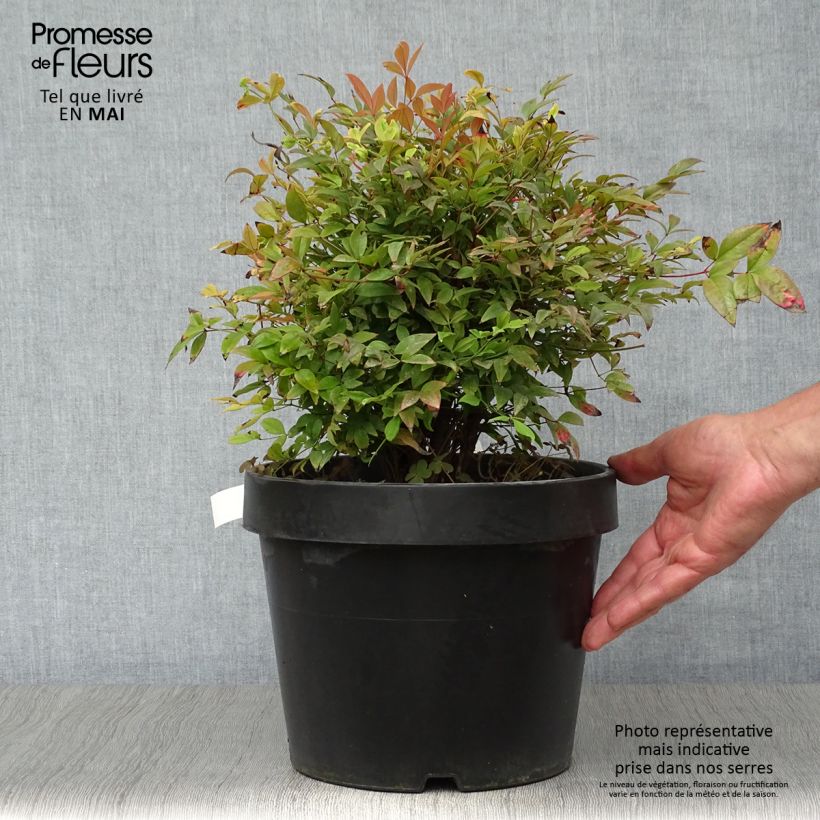 Nandina domestica Gulf Stream - Sacred Bamboo 7.5L/10L pot sample as delivered in spring