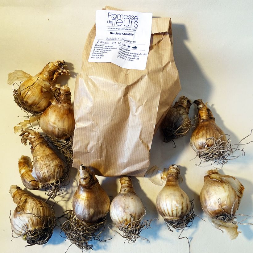Example of Narcissus Chantilly Bulb size 12+ specimen as delivered