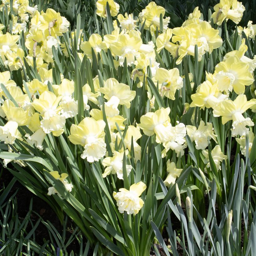 Narcissus Galactic Star - Daffodil (Plant habit)
