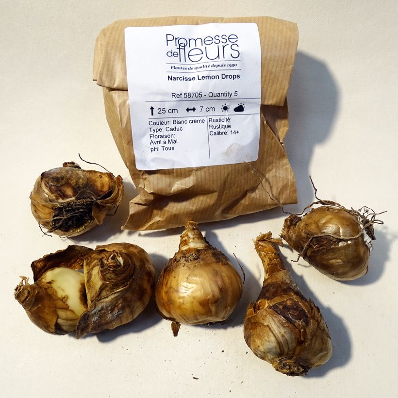 Example of Narcissus triandrus Lemon Drops Bulb size 12+ specimen as delivered
