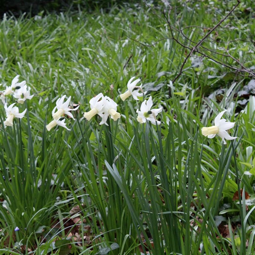 Narcissus triandrus Lemon Drops (Plant habit)