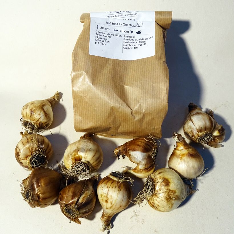Example of Narcissus Tripartite Bulb size 10 specimen as delivered