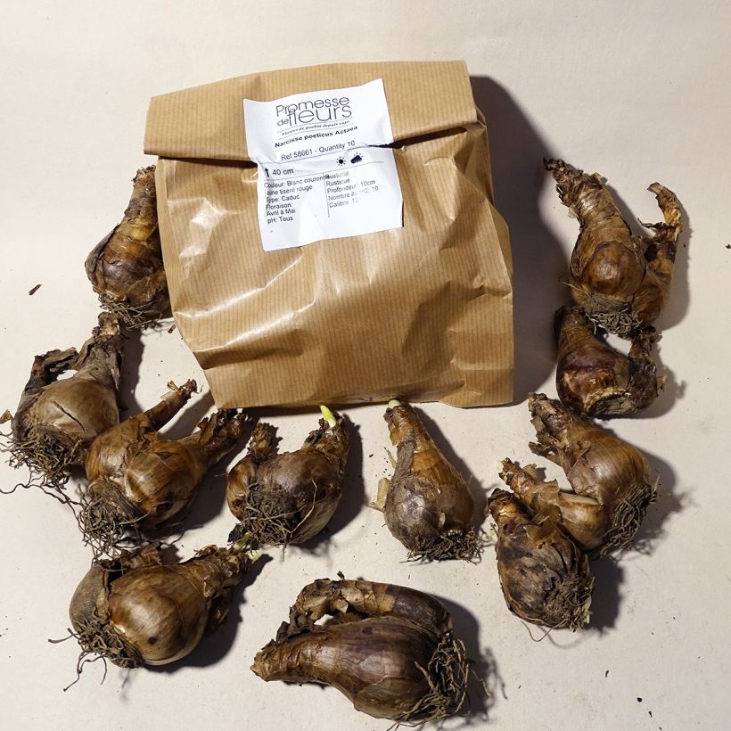 Example of Narcissus poeticus Actaea Bulb size 12+ specimen as delivered