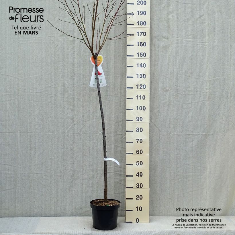 Prunus Flateryna - Flat-fruited nectarine tree 7.5L/10L pot, Half standard sample as delivered in spring