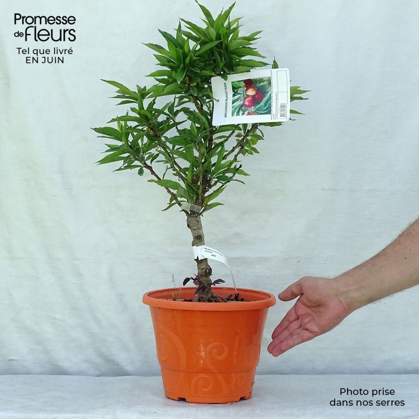 Prunus persica Rubis Necta Zee - Dwarf Nectarine Tree 7.5L/10L pot, Quarter standard sample as delivered in summer