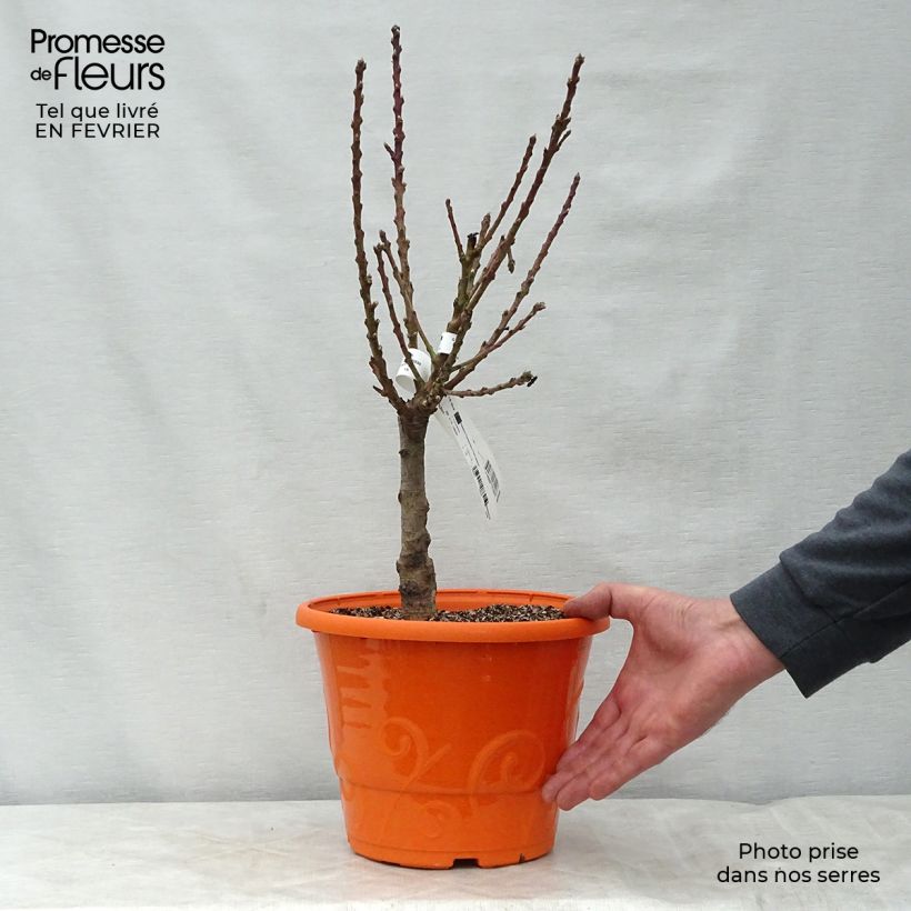 Prunus persica Rubis Necta Zee - Dwarf Nectarine Tree 7.5L/10L pot, Dwarf sample as delivered in winter