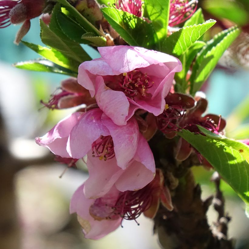 Prunus persica Snow Baby - Dwarf Nectarine Tree (Flowering)