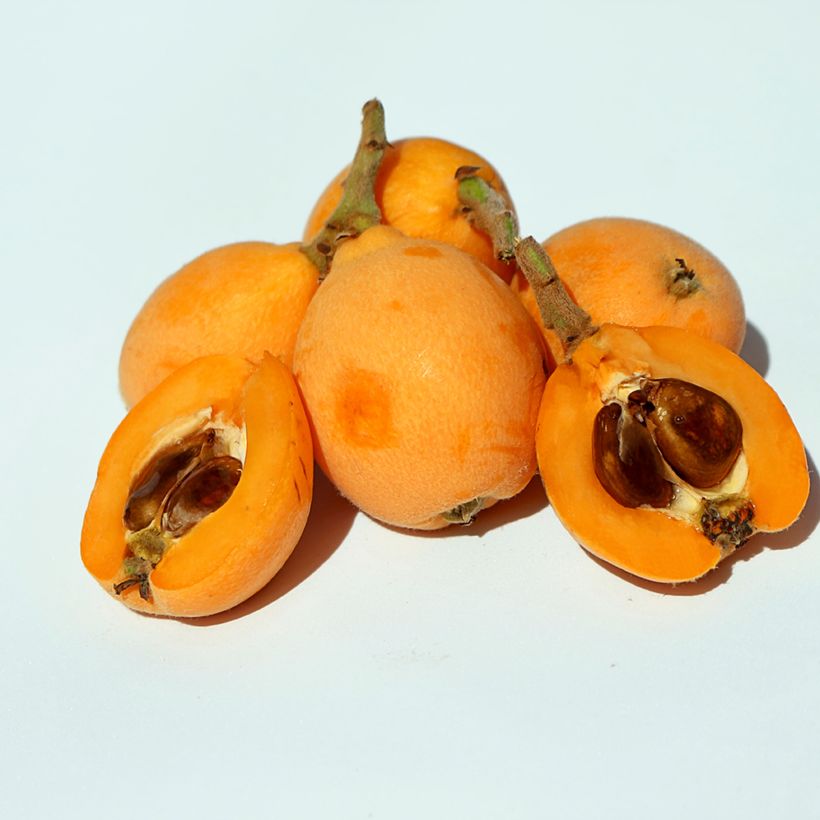 Eriobotrya japonica Argelino - Japanese Loquat (Harvest)