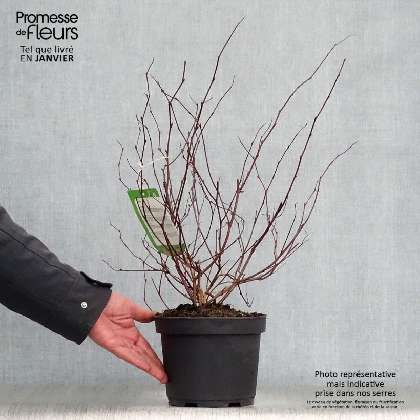 Neillia affinis 2L/3L pot sample as delivered in winter