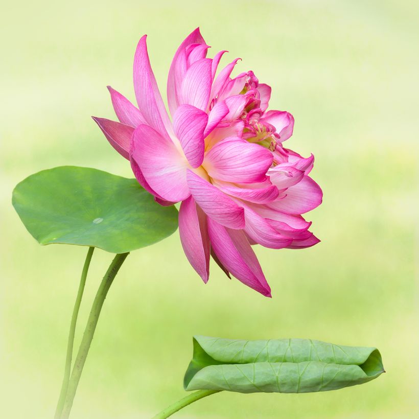 Nelumbo Elite Red - Dwarf lotus (Flowering)