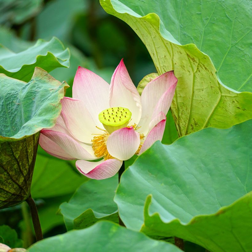 Nelumbo Guifei Zuijiu - Dwarf lotus  (Foliage)