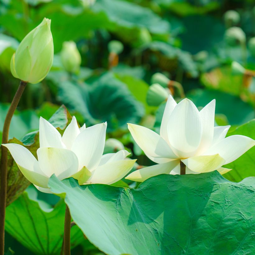 Nelumbo nucifera Hong Bian Yudie - Sacred lotus (Flowering)