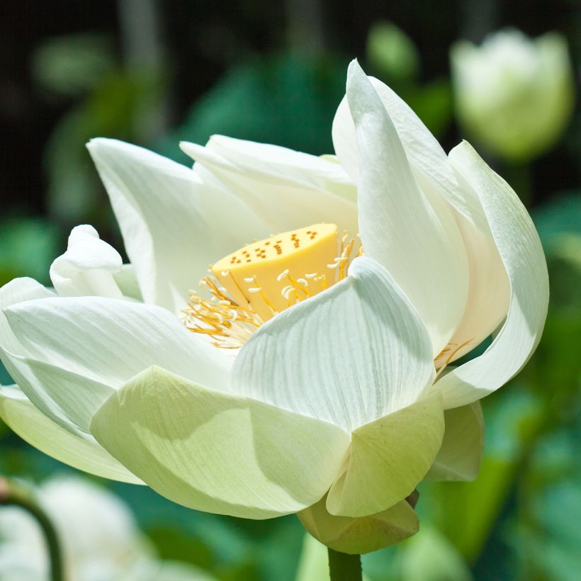 Nelumbo nucifera Stellar White (Flowering)