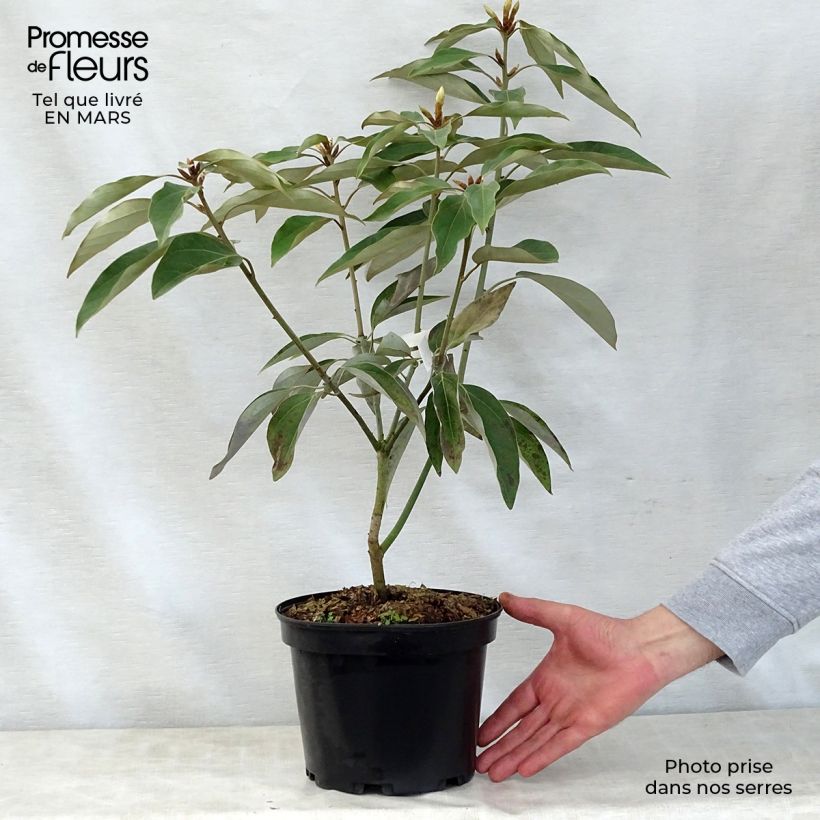 Neolitsea sericea 4L/5L pot sample as delivered in spring