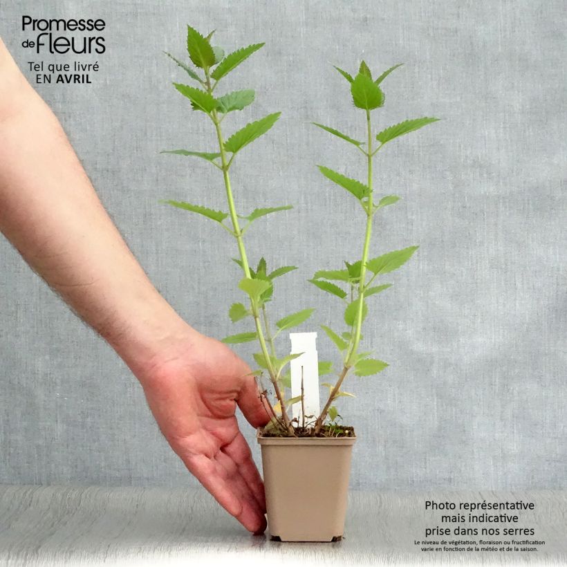 Nepeta Blue Dragon 8/9 cm pot sample as delivered in spring