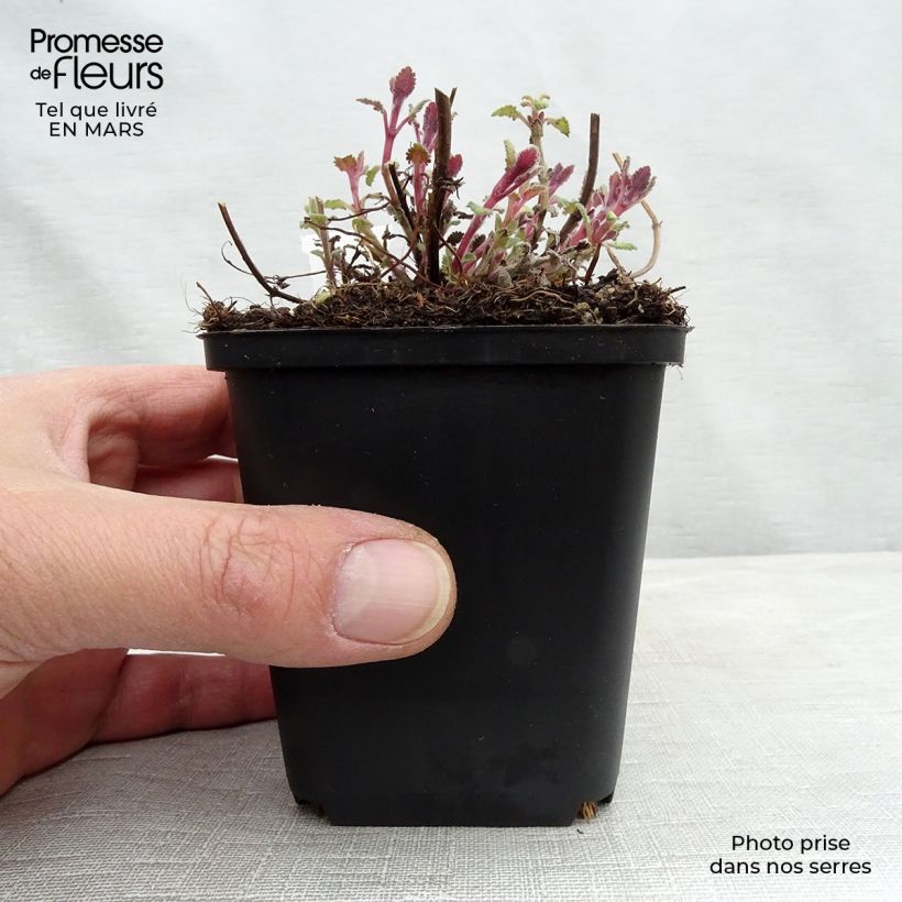 Nepeta faassenii Kit Cat - Catnip 8/9 cm pot sample as delivered in winter