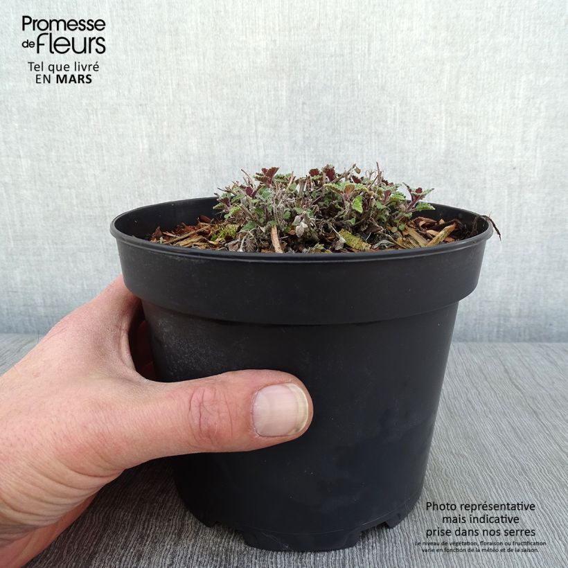Nepeta faassenii Kit Cat - Catnip 2L/3L pot sample as delivered in winter