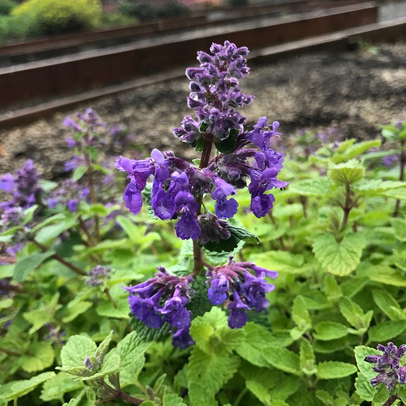 Nepeta faassenii Nova® Blue - Catnip (Flowering)