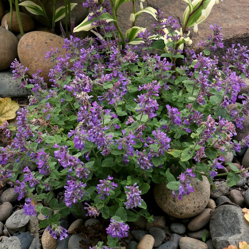 Nepeta faassenii Nova® Blue - Catnip (Plant habit)
