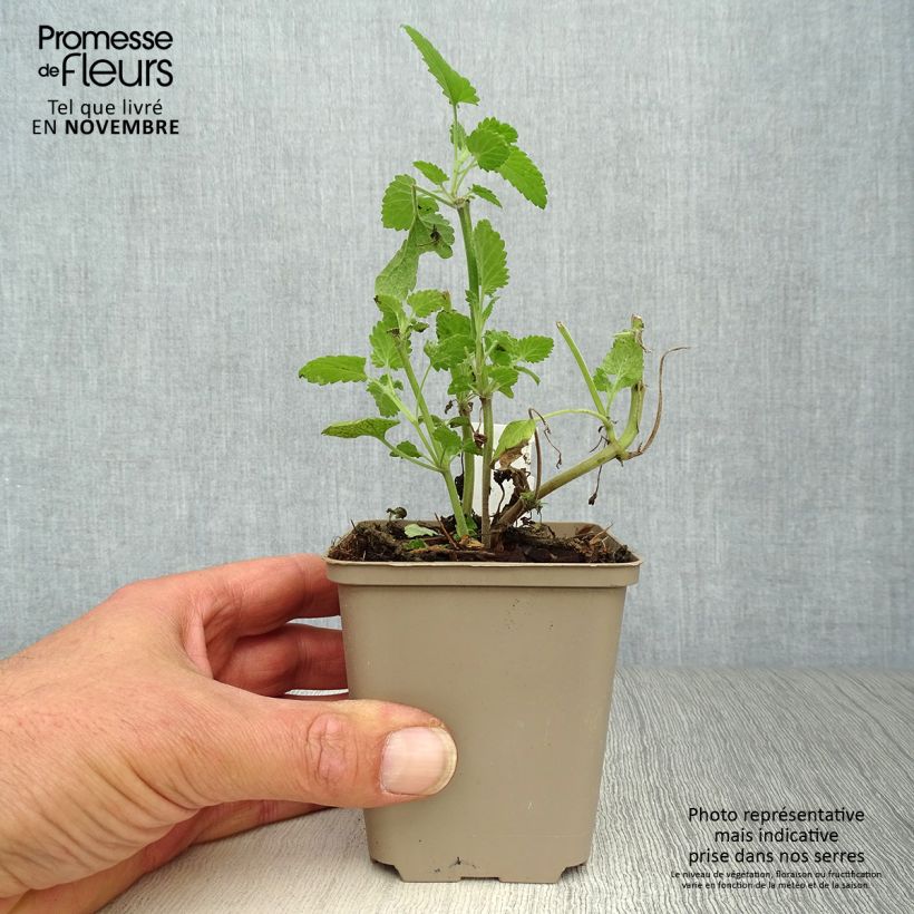 Nepeta cataria Citriodora 8/9 cm pot sample as delivered in autumn