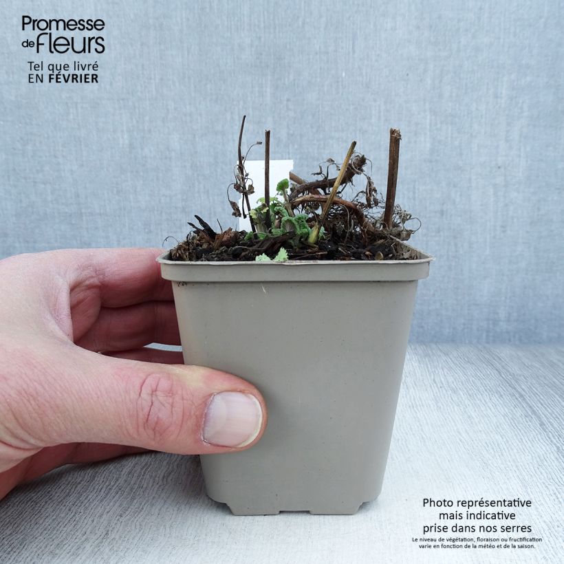 Nepeta cataria Citriodora 8/9 cm pot sample as delivered in winter