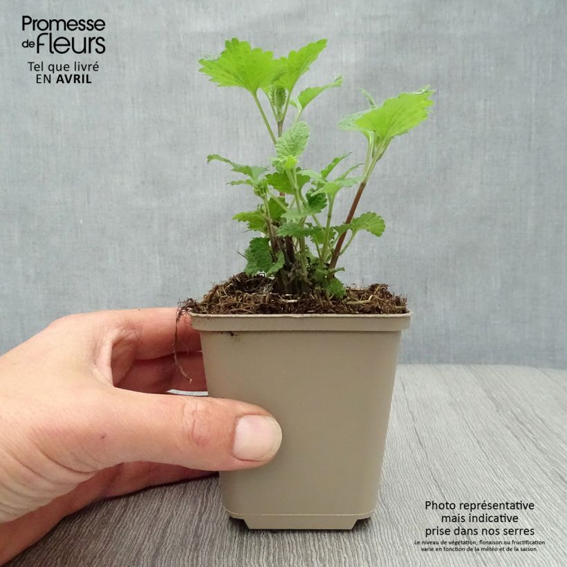 Nepeta cataria Citriodora 8/9 cm pot sample as delivered in spring
