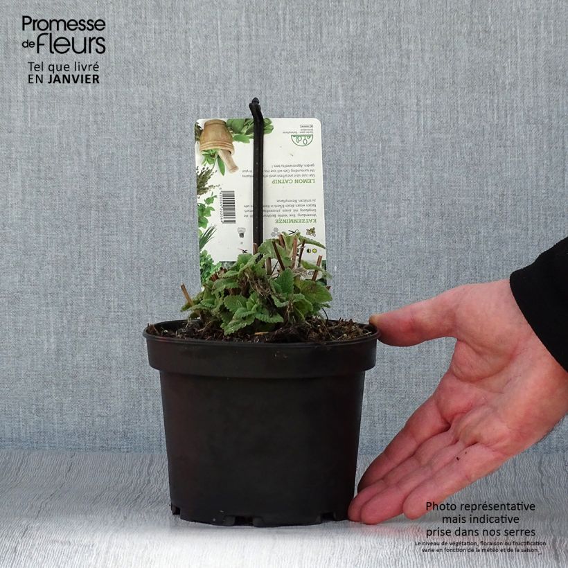Nepeta cataria Citriodora 1.5L/2L pot sample as delivered in winter