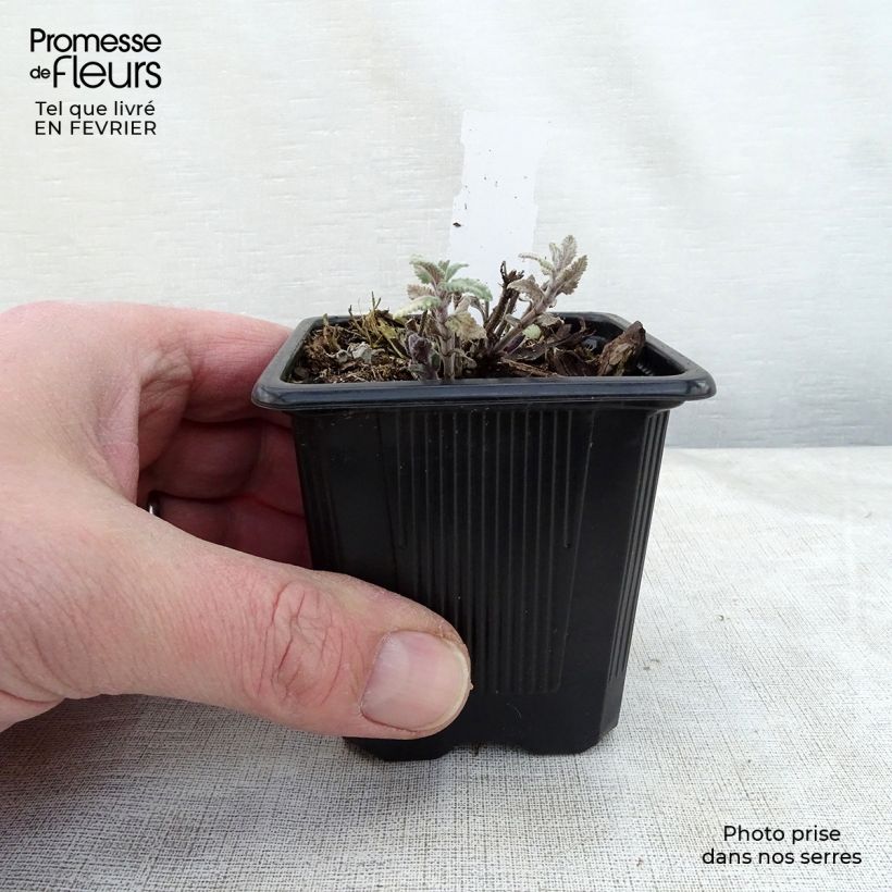 Nepeta faassenii Cats Meow - Catnip 8/9 cm pot sample as delivered in winter