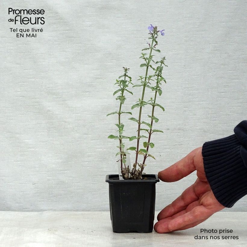 Nepeta faassenii Cats Meow - Catnip 8/9 cm pot sample as delivered in spring